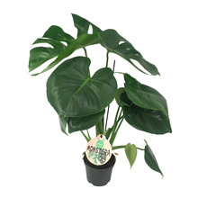 Monstera Deliciosa Ø12 cm potte